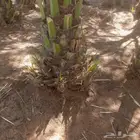 لدينا فسايل نوايع نادره نبتت الحصان شمشوله راما حوشانه ام ال