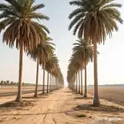 نخل زينه نخيل زينه واشنطني امريكي درجه اولا