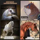 فرس مصرية