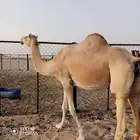 متلي ولدها قريب