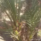 يتوفر لدينا فسائل حوشانه وا شمشوله منتجه