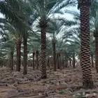 يوجد لدينا جميع انواع الاشجار لتوصل علا