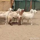 رخال حريات مقاني دفيع 7راس