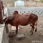 ثور فحل وشرط ماشاء الله