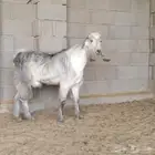 تيس عمره 9 شهور