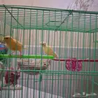 زوج كناري سوري