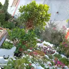 تنسيق حدائق وفني شبكات وزرع نخيل عربي وزينا ونيل سي2000 امري