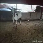 عنز بلدي لبن وافر ماشاء الله