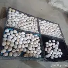 بيض