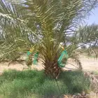 مزراع الغاط المجمعه الزلفي