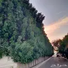 معلم قص شجر النخل ترتيب جده مكه