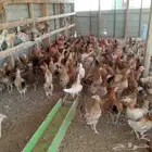 دجاج وديوك بلدي بشاير