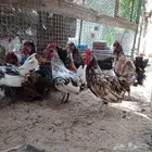 للبيع ديوك