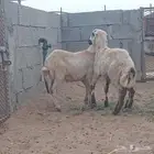 فران للبيع