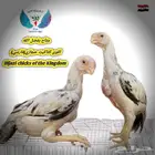 دجاج فارسي دجاج حجازي كتاكيت حجازي فارسي اسلام مملكه الطيو