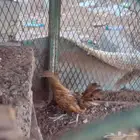 دجاجه سبرايت بشاير العمر اربع شهور