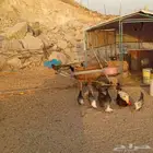 دجاج بلدي بياض للبيع