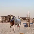 فرس شعبيه أبوها واهو   مهره