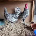 دجاج سبرايت كويتي ( شبابي )
