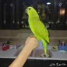 يلوناب