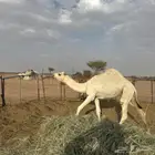 حشوا للبيع
