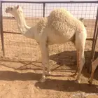 للبيع 4 قعدان