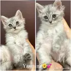 قطط شيرازي للبيع