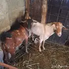 تيوس