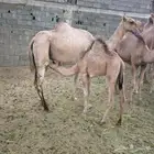 الزين ياهل الزين بكره وقعود