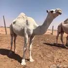 بكره حقه وضحى للبيع