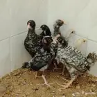 صوص دجاج للبيع تركي شبابي