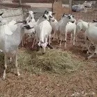 ماعز بيشي مستوى عالي