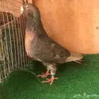 ذكر شامي هومر