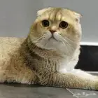 قطط لتزاوج