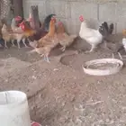 دجاج هجين تركي مع بلدي