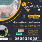 ذبايح للبيع طليان تيوس