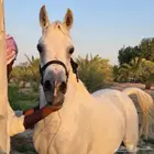 فرس مصريه بيور مسجله ب اوراق