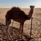 حشو قعدان للبيع