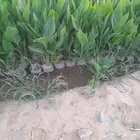 أشجار متنوعة بسعر الجملة