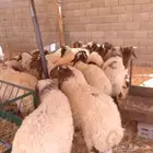 ذبايح للثلاجة والمناسبات متوفر تمارا ( الرياض مخرج 36 )