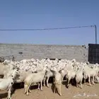 للبيع ضان حريات مراح واحد العدد100 فحولها 3