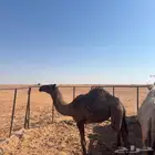 بكره