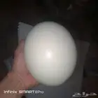 متوفر بيض الحجم الكبير