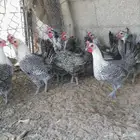دجاج بلدي وتركي وفيومي عمر من 3 شهورو4 شهور