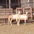 خرفان بلدي