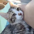 قطة انثى كيتن للبيع مع كامل الملحقات