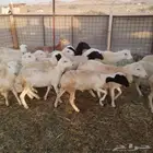 رخال رفيديات