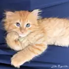قطه صغيره عمرها شهرين لاتعاني من اي شي للبيع مع أ