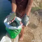 للبيع سمك بلطي