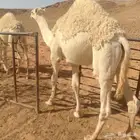 حشو